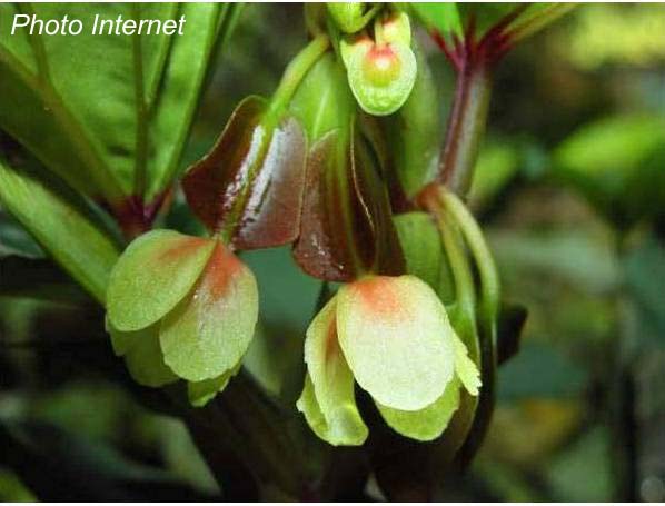 B. imbricata